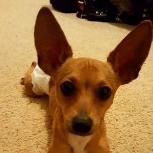 Meet your Posher, Dayton